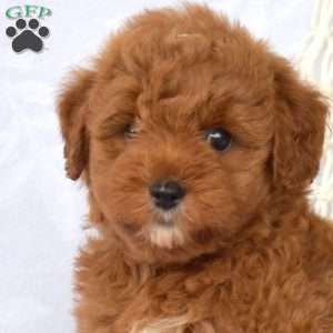 Lucky, Mini Goldendoodle Puppy