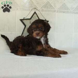 Lucky, Mini Goldendoodle Puppy