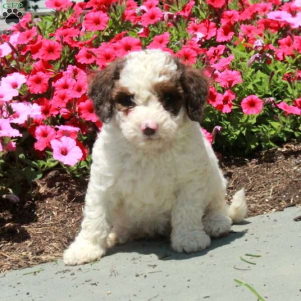 Lucy, Mini Bernedoodle Puppy