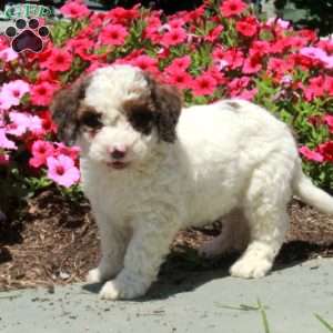 Lucy, Mini Bernedoodle Puppy