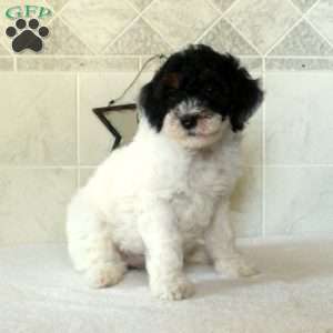 Lucy, Mini Goldendoodle Puppy