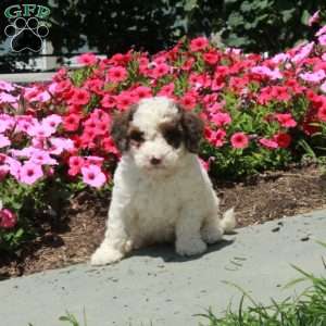 Lucy, Mini Bernedoodle Puppy