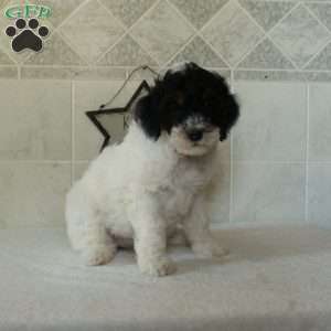 Lucy, Mini Goldendoodle Puppy