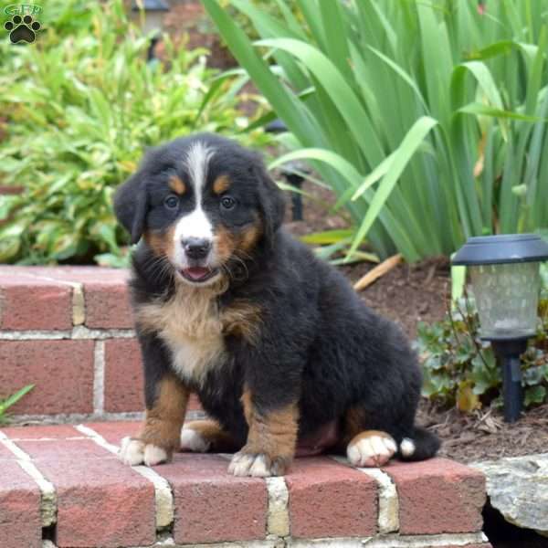 Luke, Bernese Mountain Dog Puppy