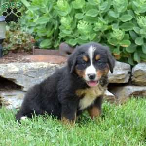 Luke, Bernese Mountain Dog Puppy