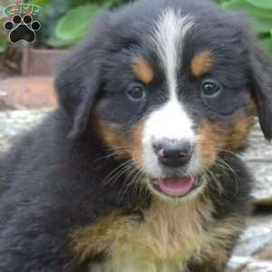 Luke, Bernese Mountain Dog Puppy