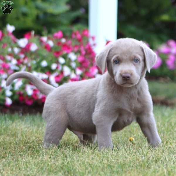 Luke, Silver Labrador Retriever Puppy