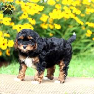 Luke, Cavapoo Puppy