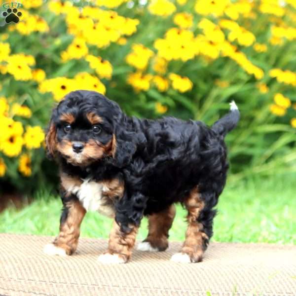 Luke, Cavapoo Puppy
