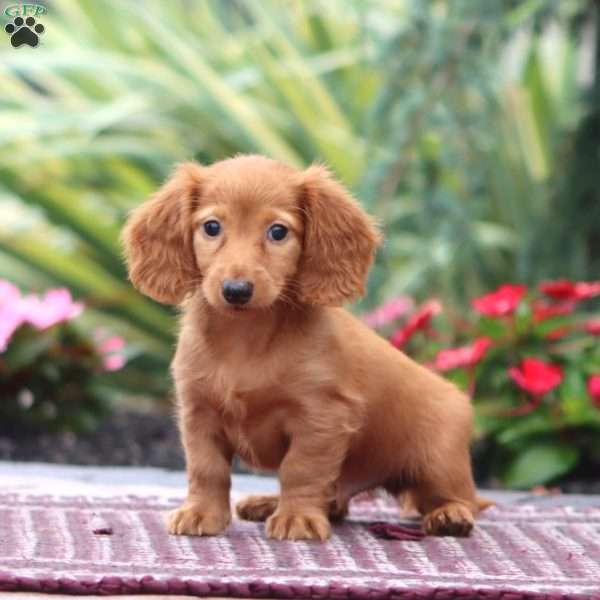 Luke-Mini, Dachshund Puppy