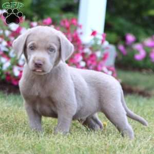 Luke, Silver Labrador Retriever Puppy