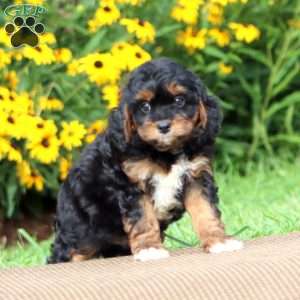 Luke, Cavapoo Puppy