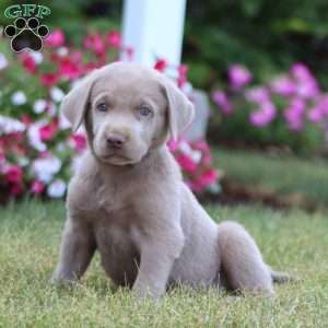 Luke, Silver Labrador Retriever Puppy