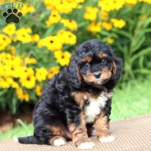 Luke, Cavapoo Puppy