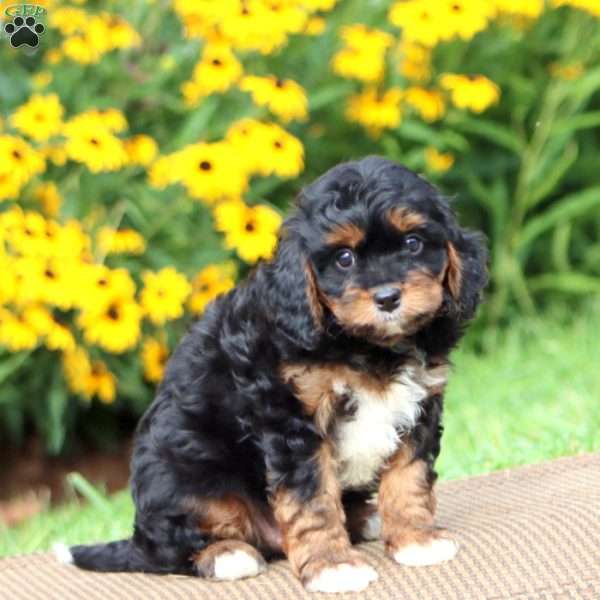 Luke, Cavapoo Puppy