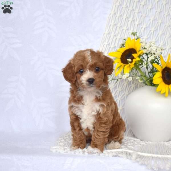 Lulu, Mini Goldendoodle Puppy