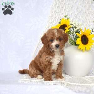 Lulu, Mini Goldendoodle Puppy