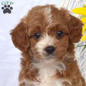 Lulu, Mini Goldendoodle Puppy