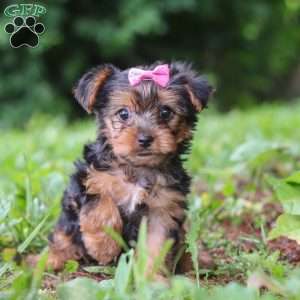 Luna, Yorkie Puppy