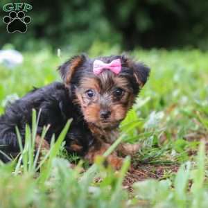 Luna, Yorkie Puppy