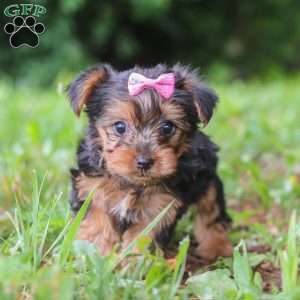Luna, Yorkie Puppy
