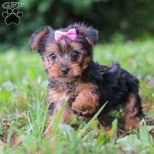 Luna, Yorkie Puppy