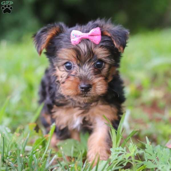 Luna, Yorkie Puppy