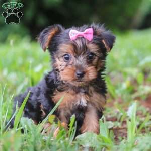 Luna, Yorkie Puppy