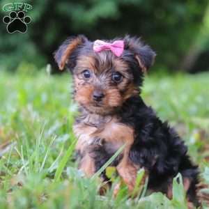 Luna, Yorkie Puppy
