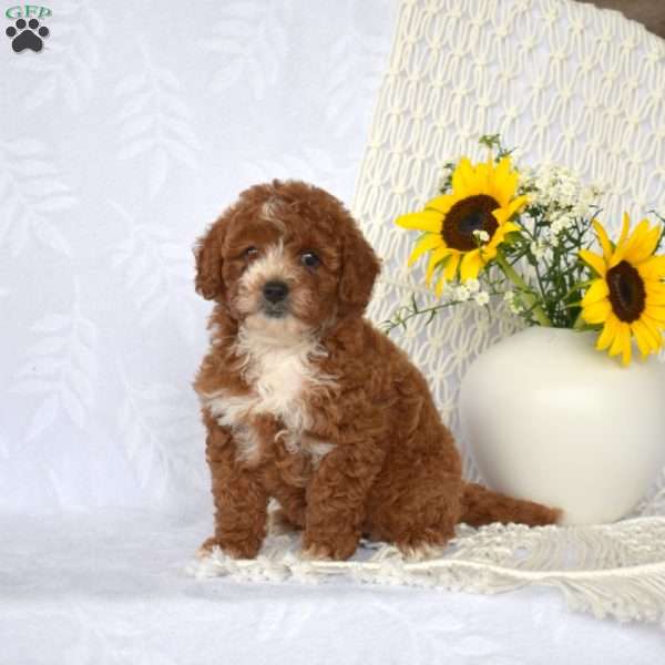 Luna, Mini Goldendoodle Puppy