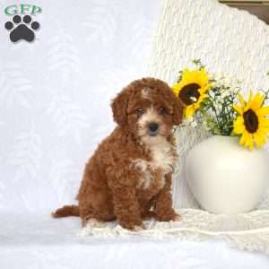 Luna, Mini Goldendoodle Puppy