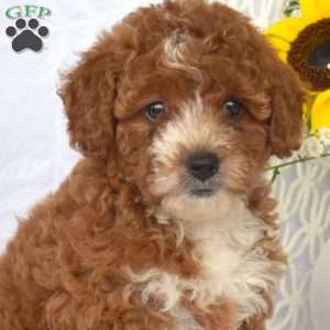 Luna, Mini Goldendoodle Puppy
