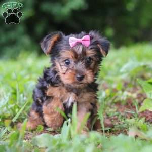 Luna, Yorkie Puppy