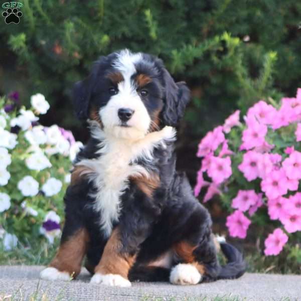 Lydia, Mini Bernedoodle Puppy