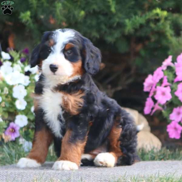 Lylah, Mini Bernedoodle Puppy