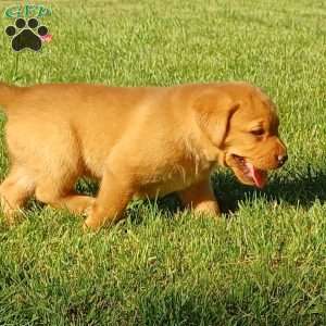 Maple, Fox Red Labrador Retriever Puppy