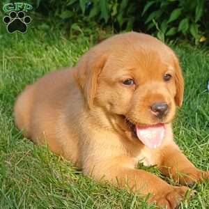 Maple, Fox Red Labrador Retriever Puppy
