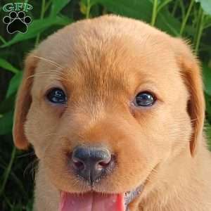 Maple, Fox Red Labrador Retriever Puppy