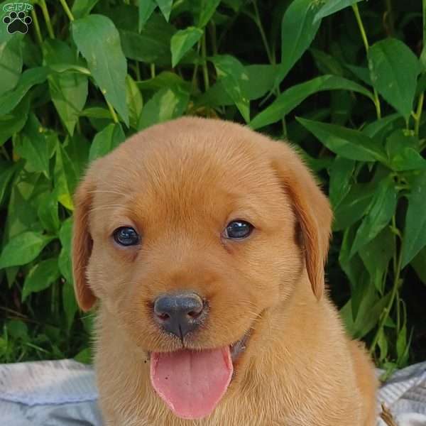 Maple, Fox Red Labrador Retriever Puppy