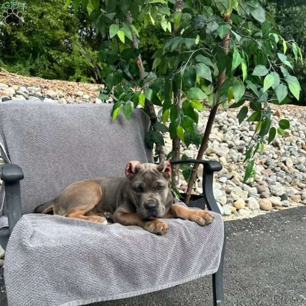 Marshall, Cane Corso Puppy