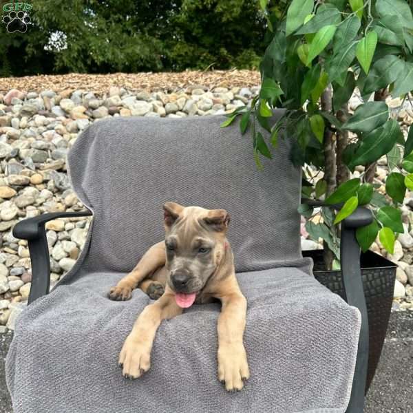 Mia, Cane Corso Puppy