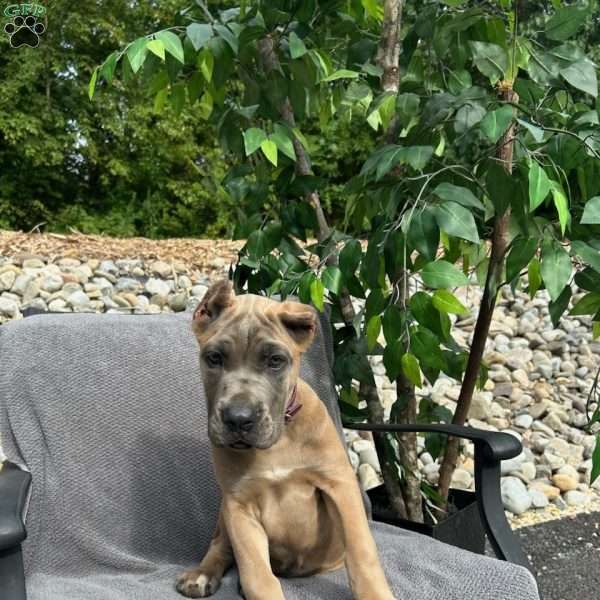 Minnie, Cane Corso Puppy