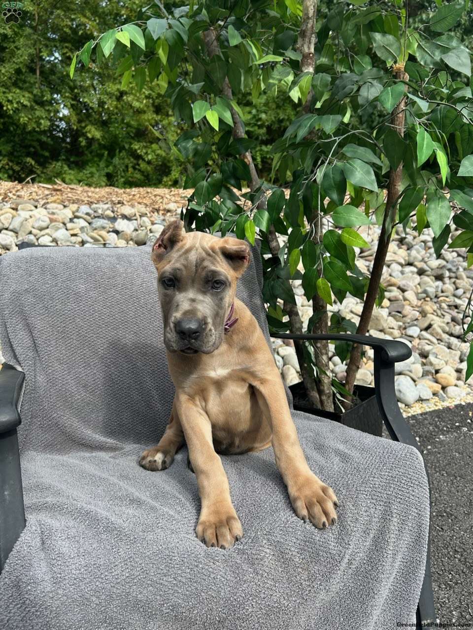 Minnie
