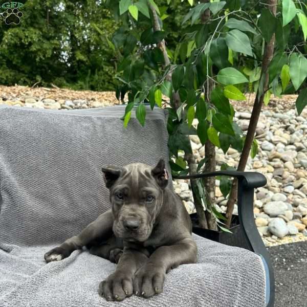 Molly, Cane Corso Puppy