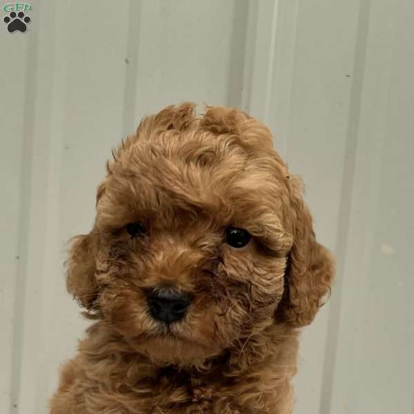 Mabel, Mini Goldendoodle Puppy