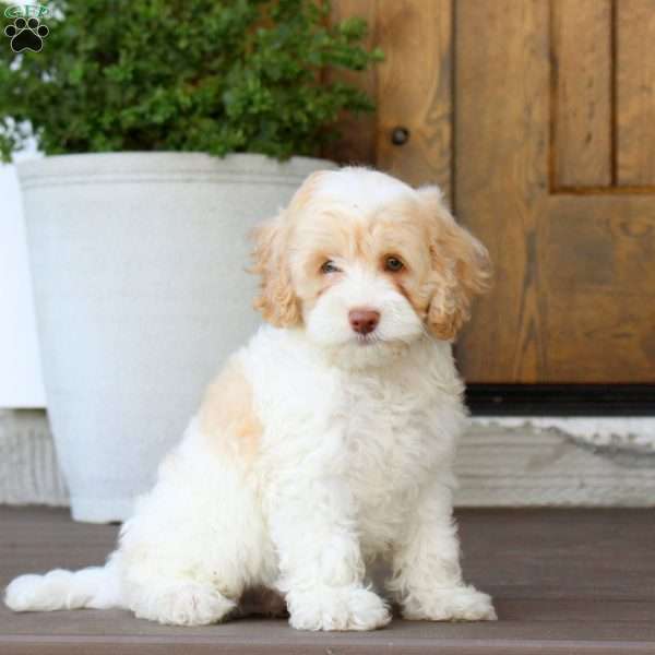 Mack, Cockapoo Puppy