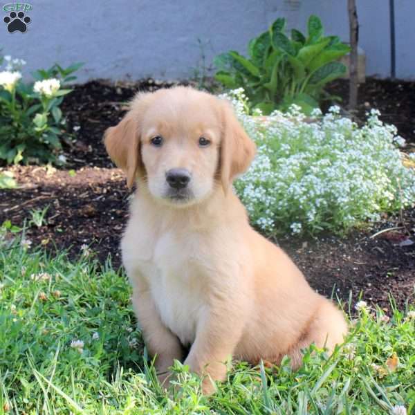 Mack, Golden Retriever Puppy