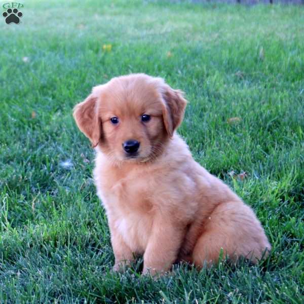 Mack, Golden Retriever Puppy