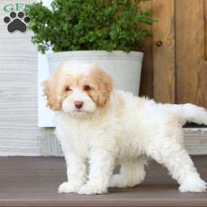 Mack, Cockapoo Puppy