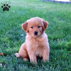 Mack, Golden Retriever Puppy